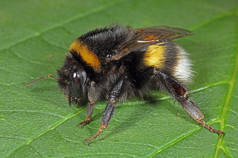 Bombus Terrestris