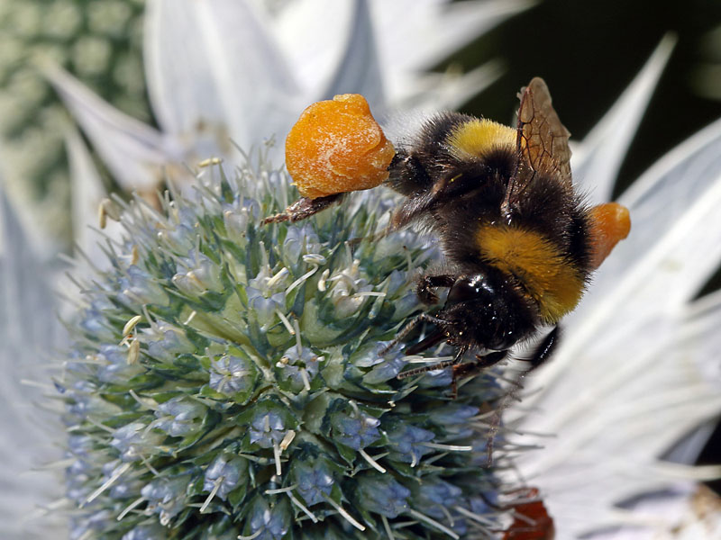 Bombus Terrestris