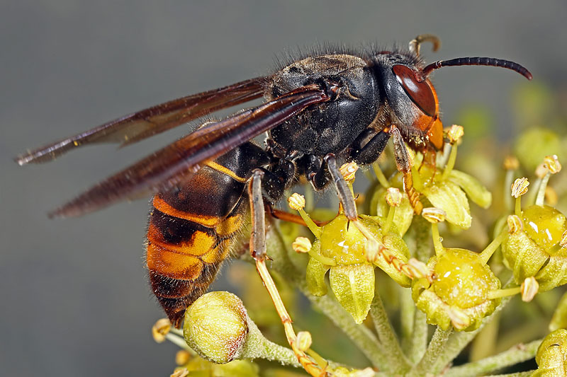 Aziatische Hoornaar, Vespa Velutina