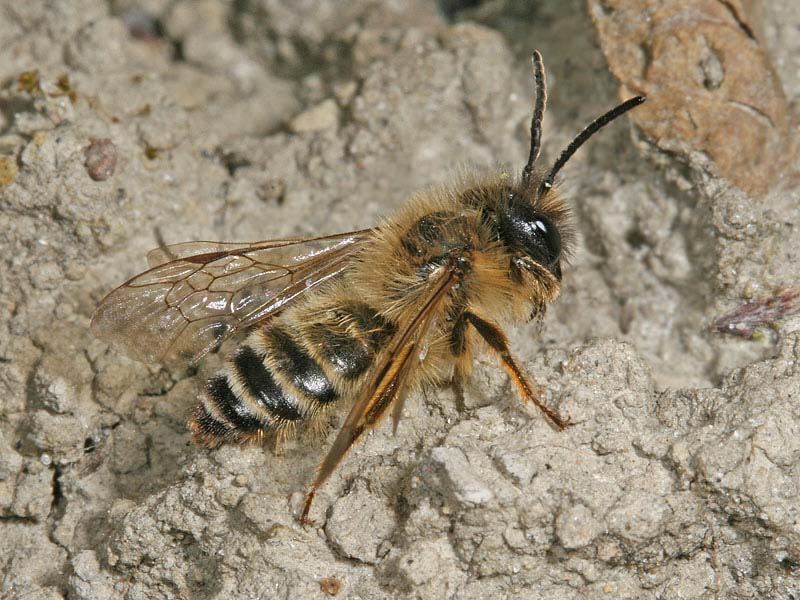 Andrena flavipes