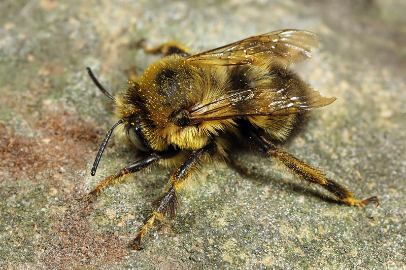 Anthophora retusa