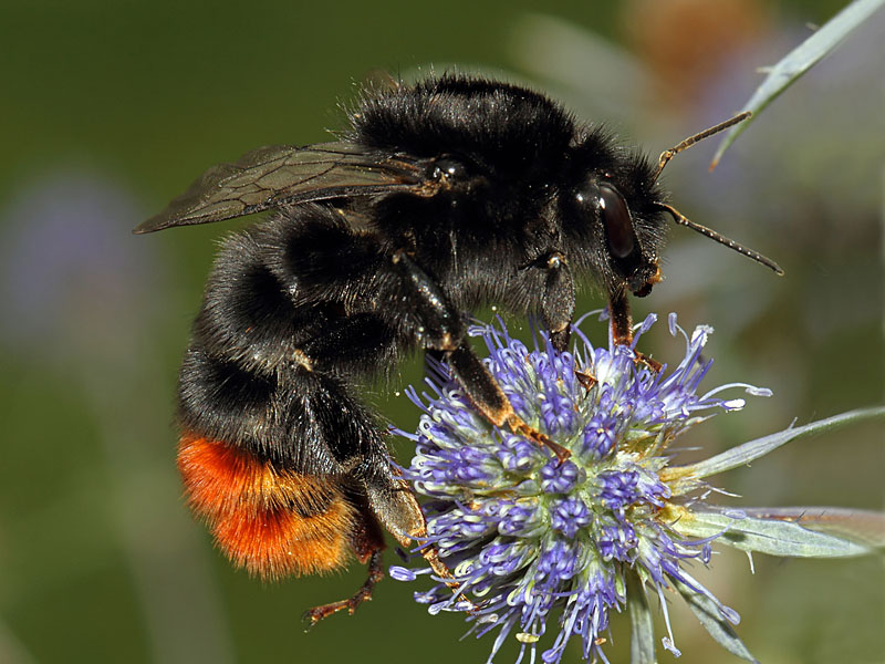 steenhommel, Bombus lapidarius