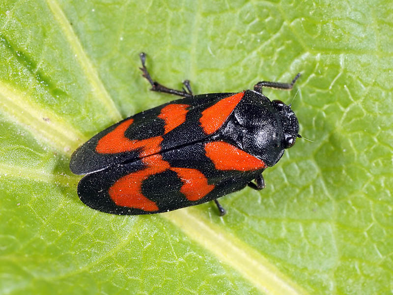 Cercopis vulnerata