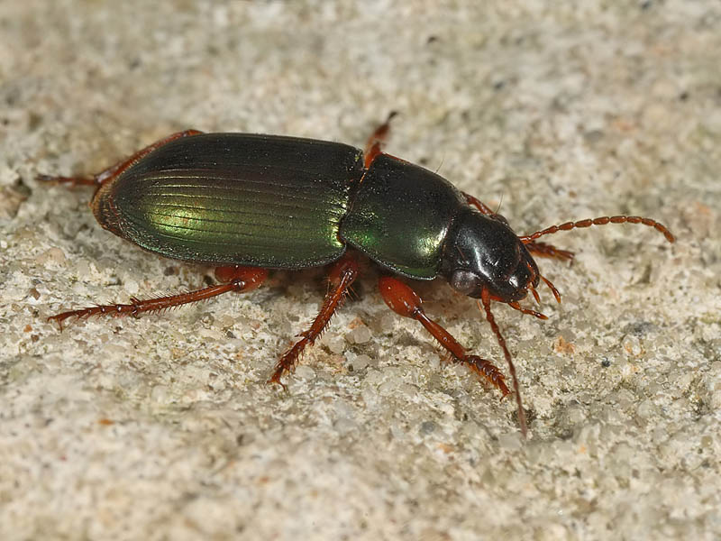 Harpalus affinis