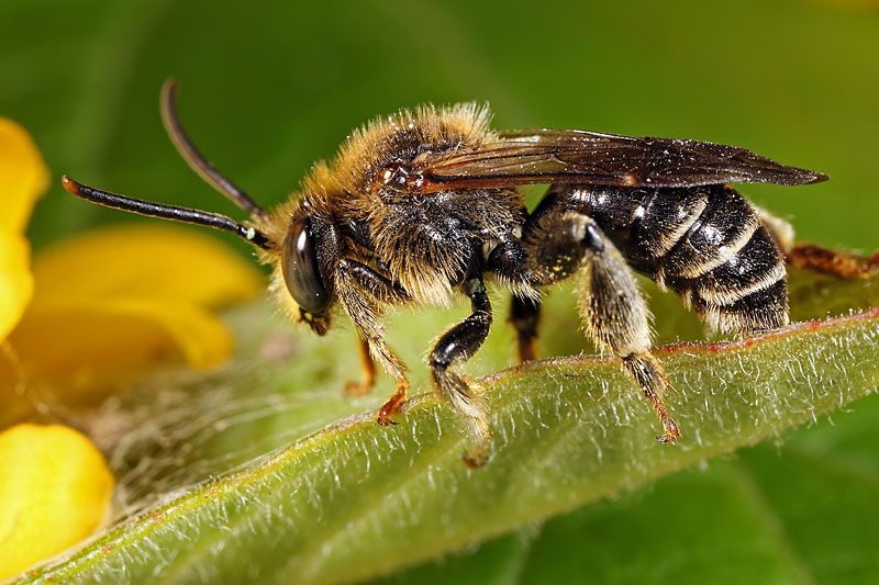 Macropis europaea