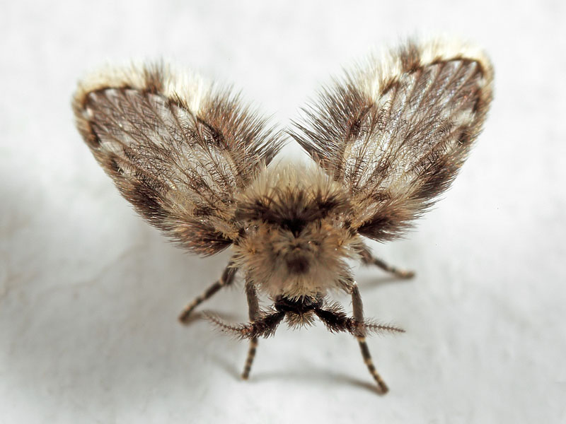 Clytocerus splendidus