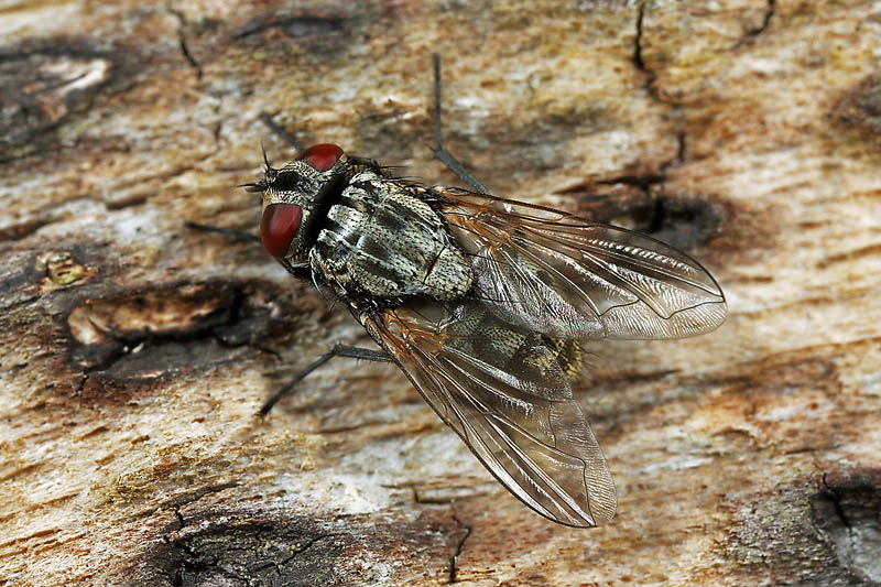 Musca autumnalis