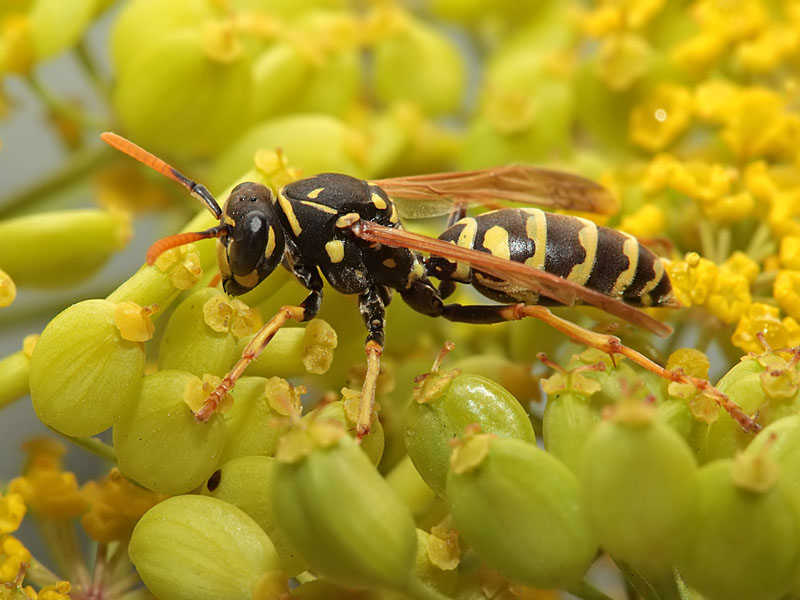 Polistes dominulus