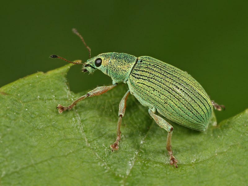 Polydrusus sericeus