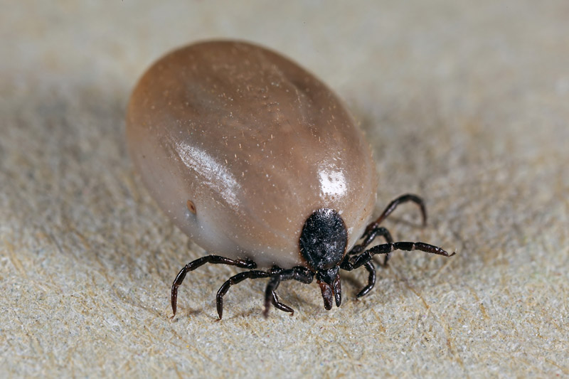 Teek, Ixodes ricinus, tick