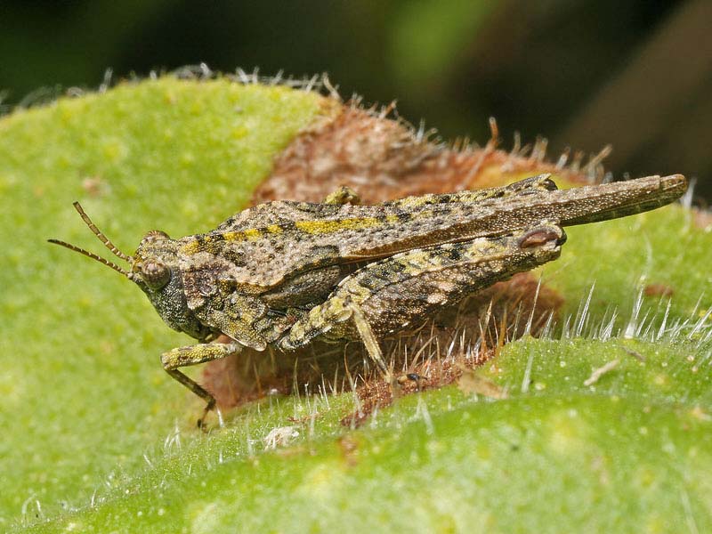 Tetrix ceperoi