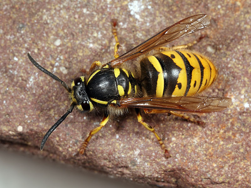 Vespula vulgaris