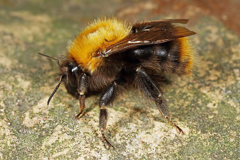 Bombus pascuorum